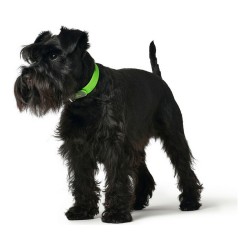 Collier pour Chien Hunter Convenience Vert Taille M/L (42-50 cm)