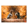 Manteau pour Chien Norton 360 Uppsala Marron 50 cm