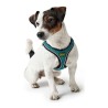 Harnais pour Chien Hunter Hilo Comfort 55-60 cm Taille M Turquoise