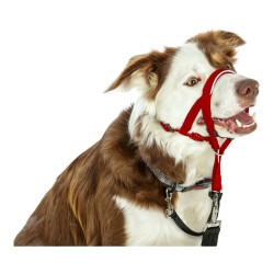 Collier d'entraînement pour chiens Company of Animals Halti Muselière (35-48 cm)