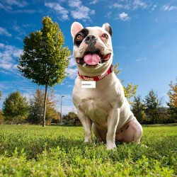 Collier pour Chien Marvel XXS/XS Rouge