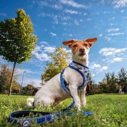 Harnais pour Chien Stitch XXS/XS Bleu foncé