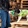 Jouet pour chien The Avengers   Vert 100 % polyester