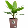 Pot auto-arrosant Elho   Marron Plastique Ø 30 cm