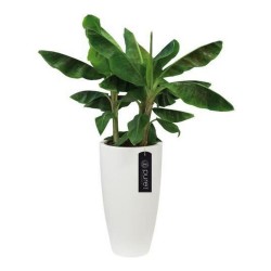 Pot Elho Blanc Plastique Rond Ø 35 cm Ø 34,5 x 61,5 cm