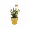 Pot Elho 9262302511800 Ocre Plastique Rond Ø 24,7 x 23,2 cm