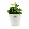 Cache-pot Stefanplast Blanc Plastique 24 x 22,5 x 24 cm (6 Unités)