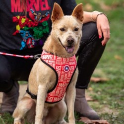 Harnais pour Chien Marvel M/L Rouge