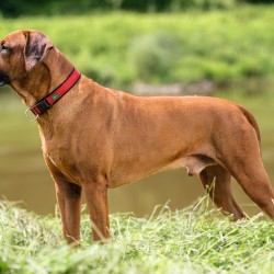 Collier pour Chien Hunter Neopren Vario Rouge