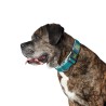 Collier pour Chien Hunter Plus Fil turquoise Turquoise Taille XL (45-70 cm)