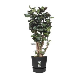 Pot Elho Greenville Noir Plastique Rond Ronde Ø 40 cm Ø 39 x 36,8 cm