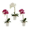 Pot Orchid Blanche Plastique (51 cm)