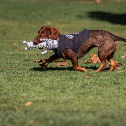 Veste pour chien Star Wars Gris XS