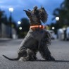 Collier à LED pour Animaux Petlux InnovaGoods