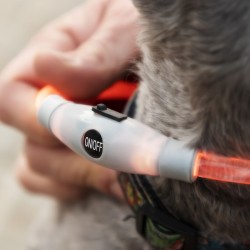 Collier à LED pour Animaux Petlux InnovaGoods