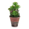 Plante décorative Marron Vert Plastique